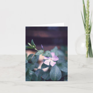 Lila Vinca Flower Notecard Kort