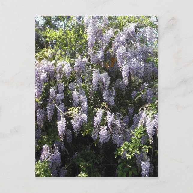 Lila Vine Wisteria Flowers Wildblommor Foto Vykort (Framsida)
