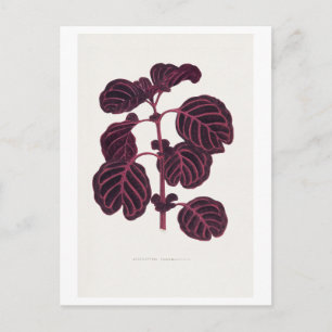 lila vintage botanisk illustration  vykort