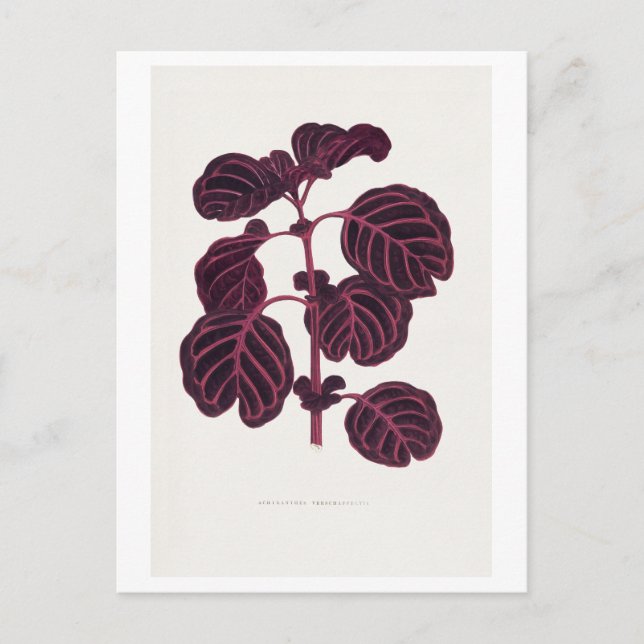 lila vintage botanisk illustration  vykort (Framsida)