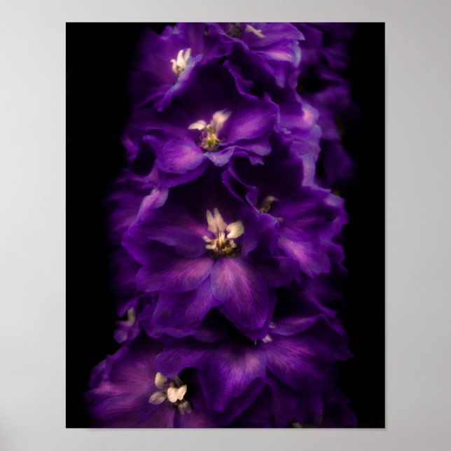 Lila Vintage Delphinium Poster (Framsidan)