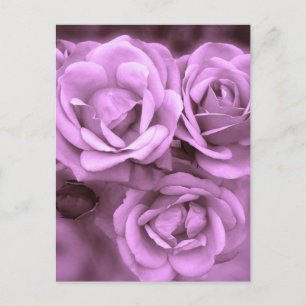 Lila Vintage Rosor Vykort