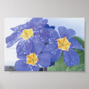 Lila vinterblommarPansy Poster