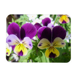 Lila Viola Pansy Söt Flower blommigt Card Magnet