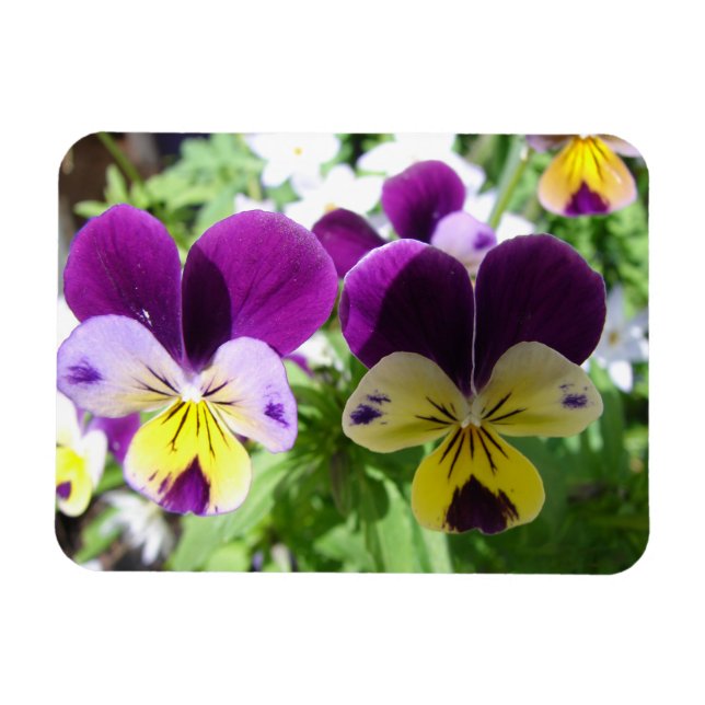 Lila Viola Pansy Söt Flower blommigt Card Magnet (Horisontell)