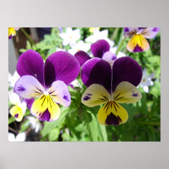 Lila Viola Pansy Vår Garden Flowers Poster (Framsidan)