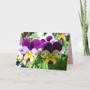 Lila Viola Pensé Vacker Blomma Blommig Kort