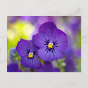 Lila Violas Vykort