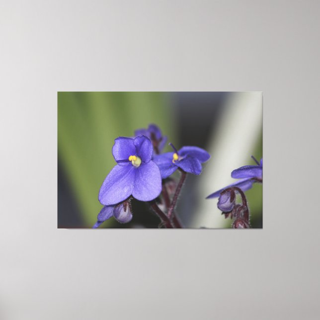 Lila Violet Flower Blooms Canvastryck (Framsida)