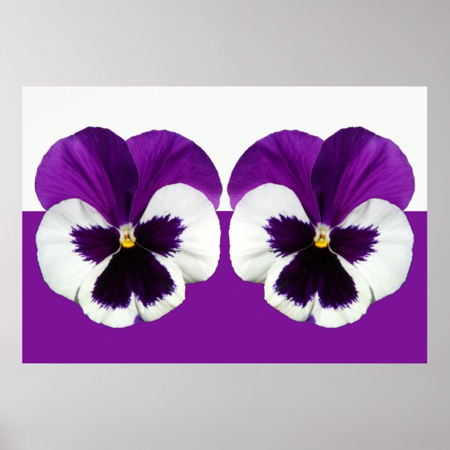 Lila Violet Pansy Flowers Poster (Framsidan)