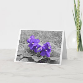 Lila Violets, kort