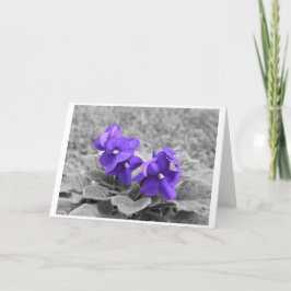 Lila Violets, kort