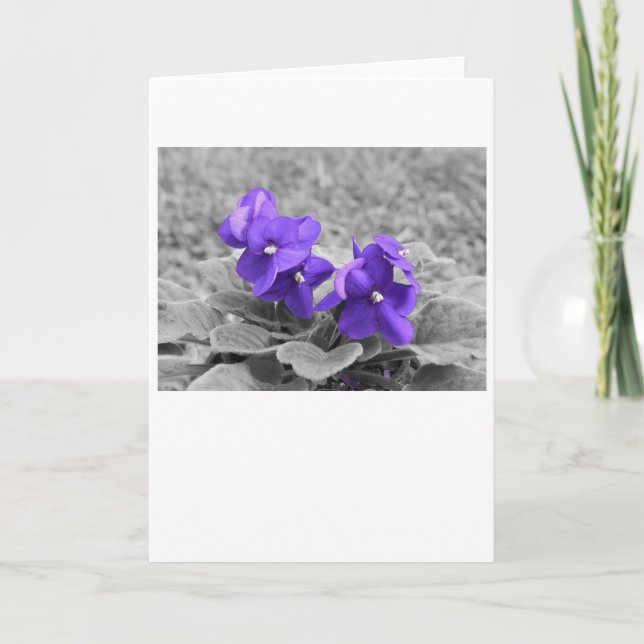 Lila Violets, kort (Framsida)