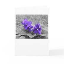Lila Violets, kort