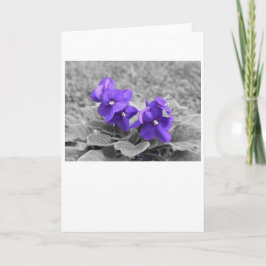 Lila Violets, kort