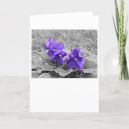 Lila Violets, kort