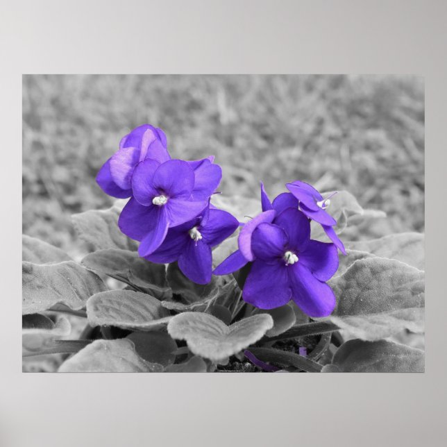 Lila Violets Poster (Framsidan)