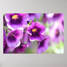 Lila Violets Wall Poster