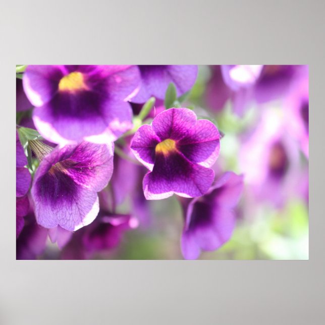Lila Violets Wall Poster (Framsidan)