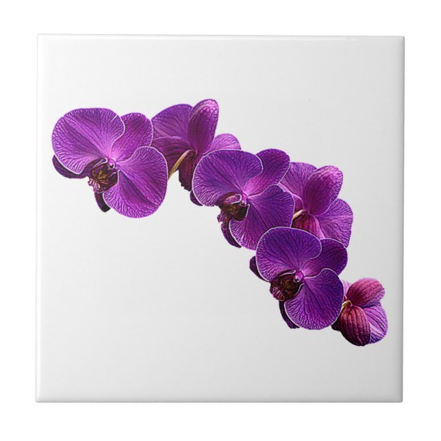 Lila Violett orchid Flower Vine Kakelplatta (Framsidan)