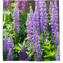 Lila violett rosa pink Lupinen Blumen polyphyllus