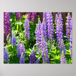 Lila violett rosa rosa Lupinen Blumen polyphyllus Poster