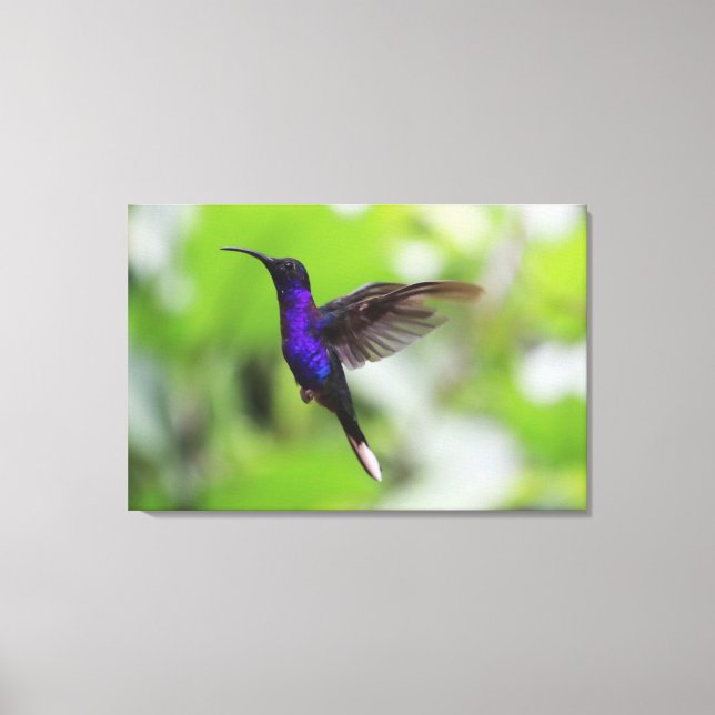 Lila Violett Sabelvinge Kolibri Canvas Foto (Framsida)
