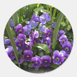 Lila Violits Runt Klistermärke