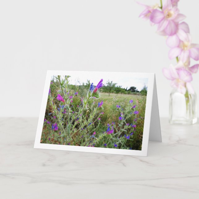 Lila Viper's bugloss, Echium Plant Kort (Orkide)