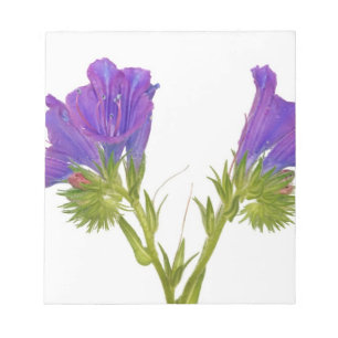 Lila vipers bugloss (echium plantagineum) anteckningsblock