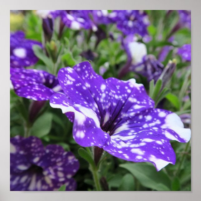 lila, vit, petunia, blomma, natur, sommar. poster (Framsidan)
