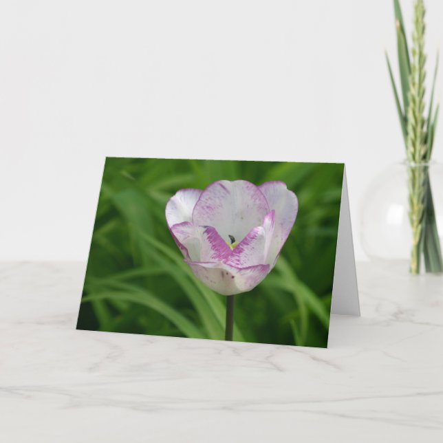 Lila-vit tulip kort (Framsida)