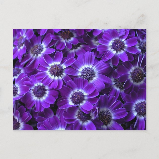 Lila Vita Cinerarias Vykort (Framsida)