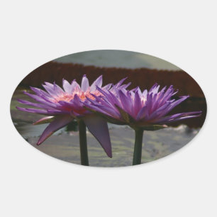 Lila Waterlilies-dekal Ovalt Klistermärke