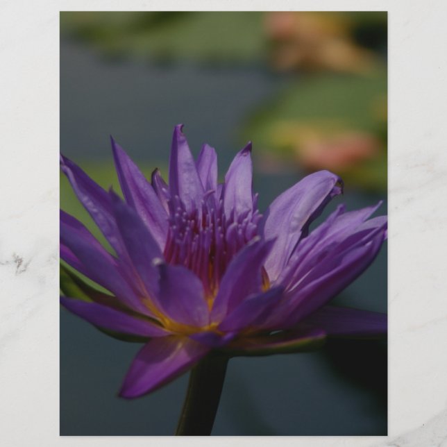 Lila Waterlily (Framsida)