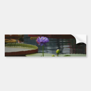 Lila Waterlily Bildekal