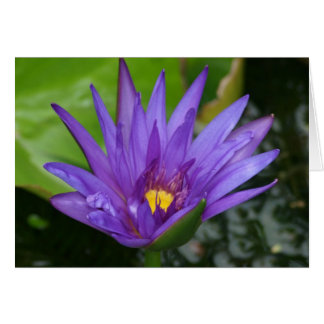 Lila Waterlily Card Hälsningskort