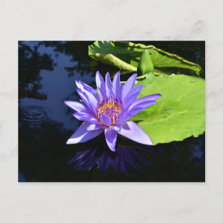 Lila Waterlily Collecsible Postcards Vykort