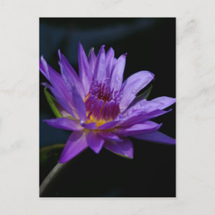 Lila Waterlily Lotus Vykort