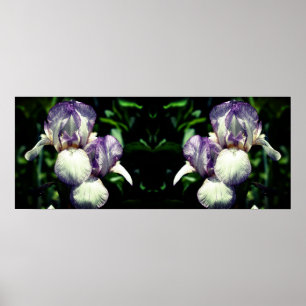 Lila White Bearded Iris Flower Spegel Abstrakt Poster