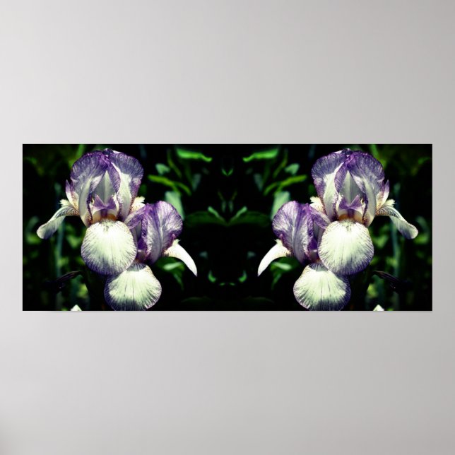 Lila White Bearded Iris Flower Spegel Abstrakt Poster (Framsidan)