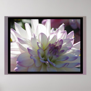 Lila-White Dahlia Flower Poster