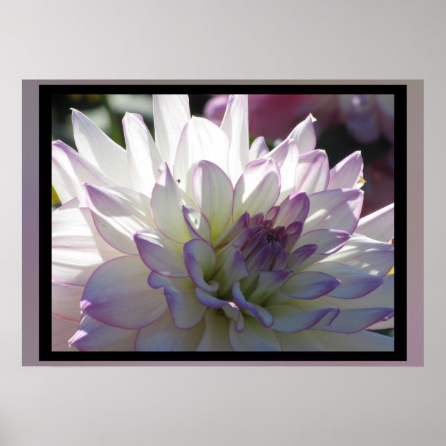 Lila-White Dahlia Flower Poster (Framsidan)