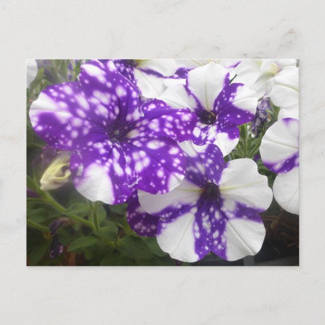 Lila White Garden Flowers DIY Postcard Vykort (Framsida)