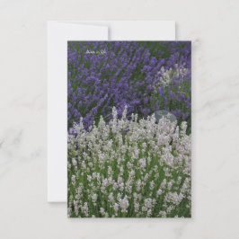 Lila & White Lavender Plants Anteckningskort