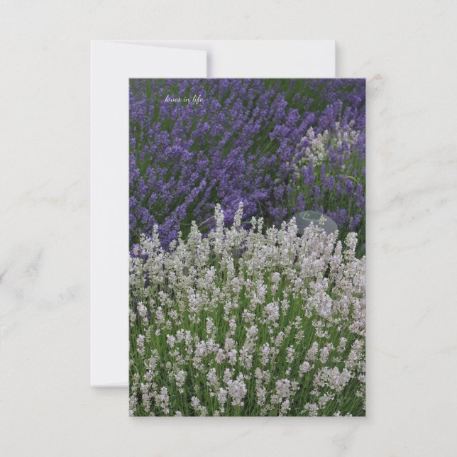 Lila & White Lavender Plants Anteckningskort (Framsida)