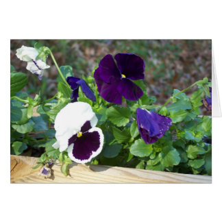 Lila & White Pansy OBS Kort