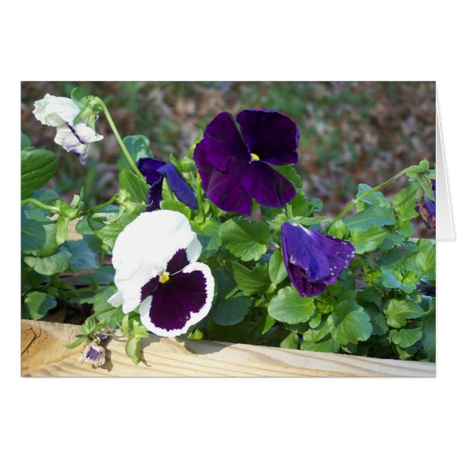 Lila & White Pansy OBS Kort (Framsidan Horizontal)