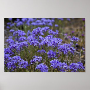 Lila Wildblomma Poster 2
