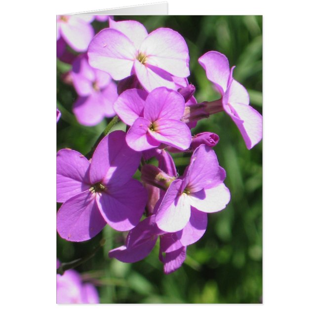Lila Wildblommor Blank Hälsningskort (Framsidan)